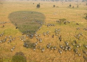 Baloon safaris - Serengeti Serena Safari Lodge