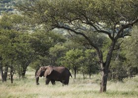 tanzanie-hotel-laba-migration-camp-020.jpg