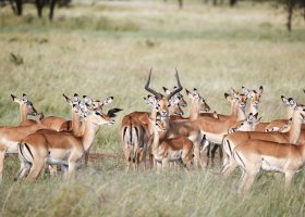 tanzanie-hotel-laba-migration-camp-021.jpg