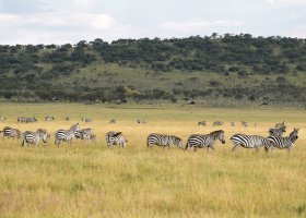 tanzanie-hotel-laba-migration-camp-043.jpg