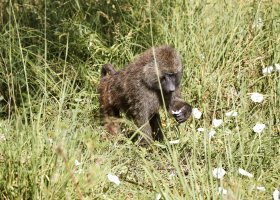 tanzanie-hotel-laba-migration-camp-049.jpg